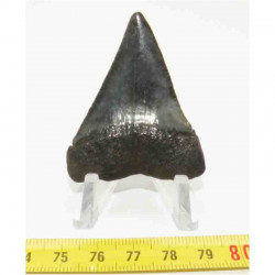 dent de requin Carcharodon carcharias ( 5.2 cm -  031 )