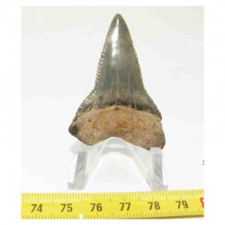 dent de requin Carcharodon carcharias ( 5.3 cm -  025 )