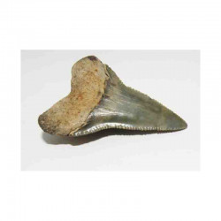 dent de requin Carcharodon carcharias ( 5.3 cm -  025 )