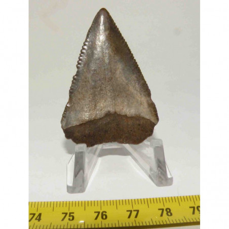 dent de requin Carcharodon carcharias ( 5.0 cm -  021 )
