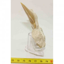 Dent Fossile de requin Otodus obliquus sur matrice ( 015 )