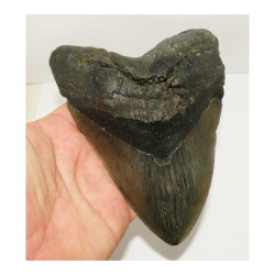 dent de requin Carcharodon megalodon ( 15.6 cms - 102 )