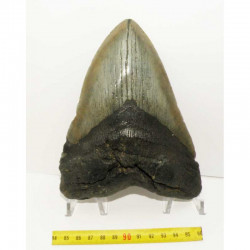 dent de requin Carcharodon megalodon ( 15.6 cms - 102 )