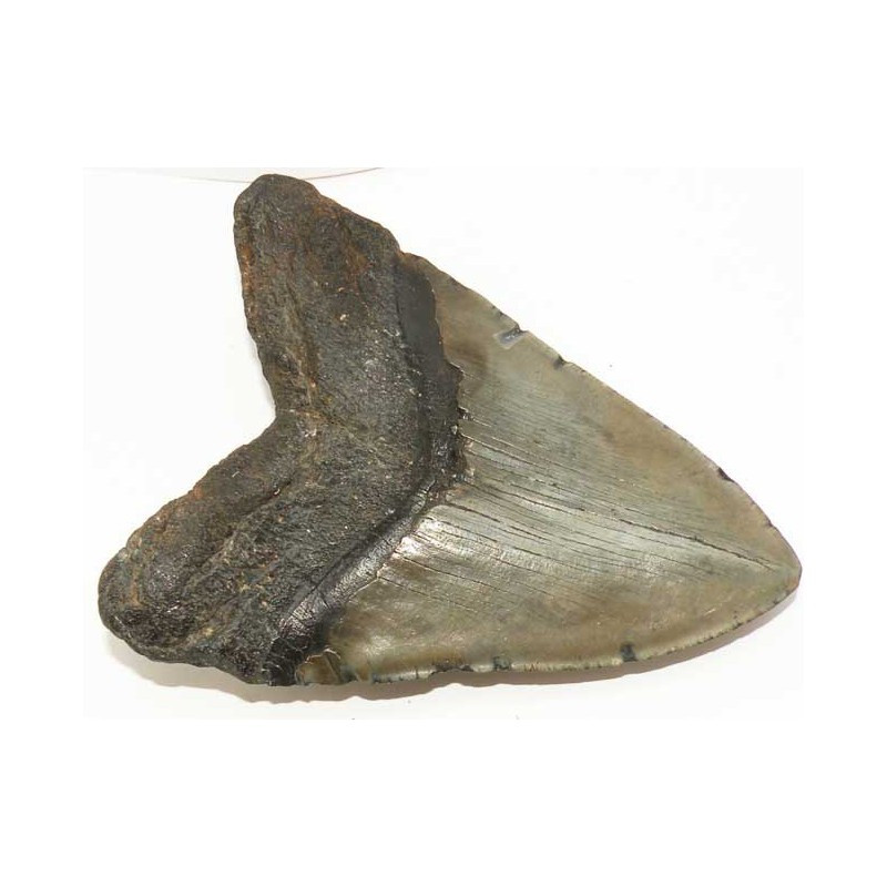 Décoration Résine Dent De Requin Vintage FONDOTIN - Modèle Fossile Réaliste 13,5x11,5cm - Pour Collection, Éducation