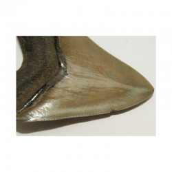 dent de requin Carcharodon megalodon (11.2 cms - 283 )