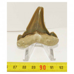 dent de requin Carcharocles auriculatus ( 5.4 cms - 035 )