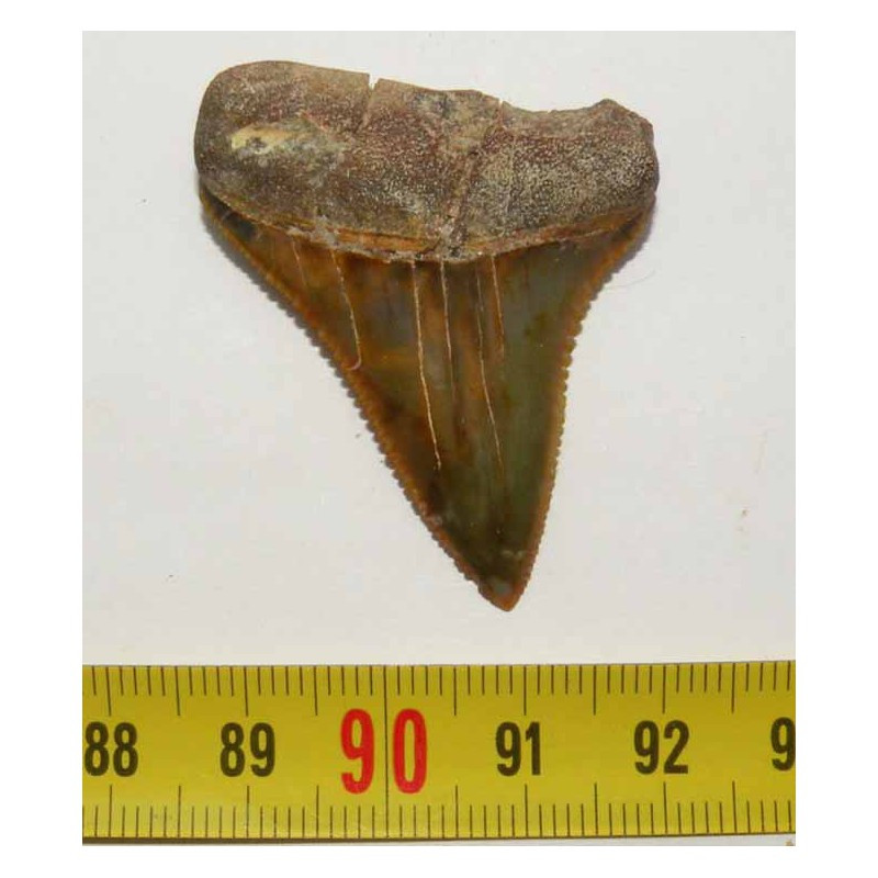 dent de requin Carcharodon carcharias ( 4.4 cm - 027 )
