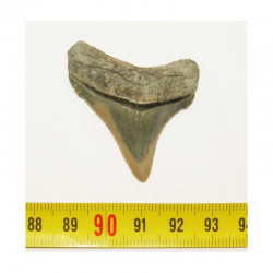 dent de requin Carcharocles chubutensis (4.3 cms - 044 )