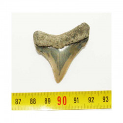dent de requin Carcharocles chubutensis (4.3 cms - 044 )