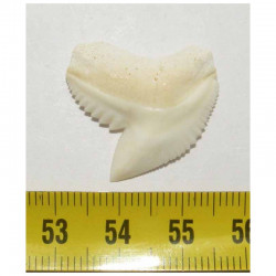 1 dent de requin Galeocerdo Cuvier (  Philipinnes- 002 )