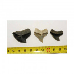 3 dents de requin Galeocerdo Cuvier ( USA - 027 )