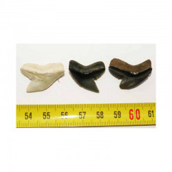 3 dents de requin Galeocerdo Cuvier ( USA - 023 )
