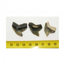 3 dents de requin Galeocerdo Cuvier ( USA - 026 )