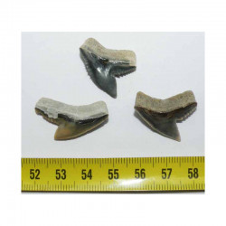 3 dents de requin Galeocerdo Cuvier ( USA - 011 )