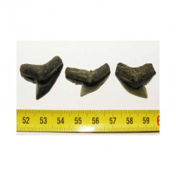 3 dents de requin Galeocerdo Cuvier ( USA - 028 )