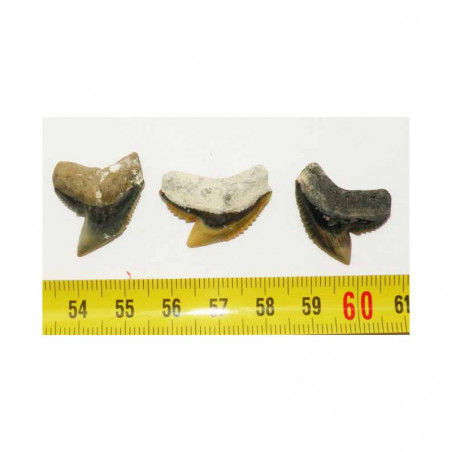 3 dents de requin Galeocerdo Cuvier ( USA - 021 )
