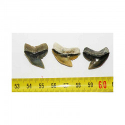 3 dents de requin Galeocerdo Cuvier ( USA - 021 )