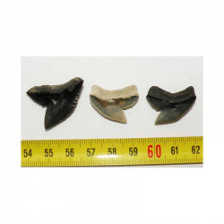 3 dents de requin Galeocerdo Cuvier ( USA - 025 )