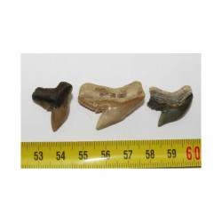 3 dents de requin Galeocerdo Cuvier ( USA - 031 )