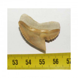 dent de requin Galeocerdo Cuvier ( USA - 029)