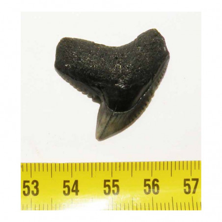 dent de requin Galeocerdo Cuvier ( USA - 018 )