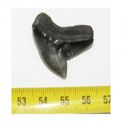 dent de requin Galeocerdo Cuvier ( USA - 018 )