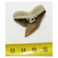 dent de requin Galeocerdo Cuvier ( USA - 019)