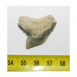 dent de requin Galeocerdo Cuvier ( USA - 034 )