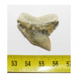 dent de requin Galeocerdo Cuvier ( USA - 034 )