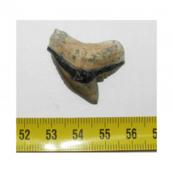dent de requin Galeocerdo Cuvier ( USA - 013)