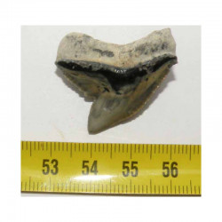 dent de requin Galeocerdo Cuvier ( USA - 013)