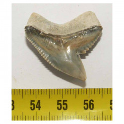 dent de requin Galeocerdo Cuvier ( USA - 016)