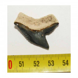 dent de requin Galeocerdo Cuvier ( USA - 036)
