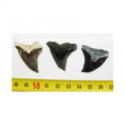 3 dents de requin Snaggletooth Hemipristis ( USA - 024)