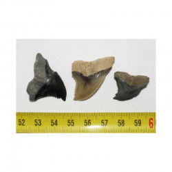 3 dents de requin Snaggletooth Hemipristis ( USA - 025)