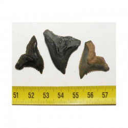 3 dents de requin Snaggletooth Hemipristis ( USA - 028)