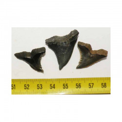 3 dents de requin Snaggletooth Hemipristis ( USA - 028)