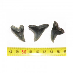 3 dents de requin Snaggletooth Hemipristis ( USA - 027)