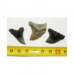 3 dents de requin Snaggletooth Hemipristis ( USA - 023 )