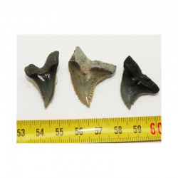 3 dents de requin Snaggletooth Hemipristis ( USA - 023 )