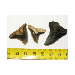 3 dents de requin Snaggletooth Hemipristis ( USA - 022 )