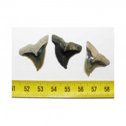 3 dents de requin Snaggletooth Hemipristis ( USA - 021 )