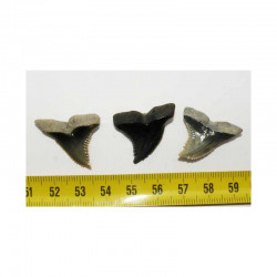 3 dents de requin Snaggletooth Hemipristis ( USA - 021 )
