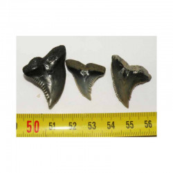 3 dents de requin Snaggletooth Hemipristis ( USA - 019 )