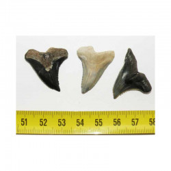 3 dents de requin Snaggletooth Hemipristis ( USA - 018 )