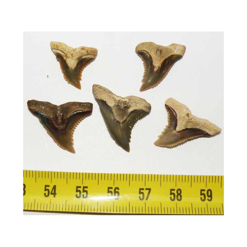 5 dents de requin Snaggletooth Hemipristis ( USA - 008 )