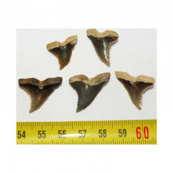 5 dents de requin Snaggletooth Hemipristis ( USA - 008 )
