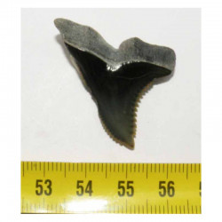 dent de requin Snaggletooth Hemipristis ( USA - 016 )