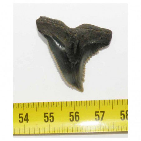 dent de requin Snaggletooth Hemipristis ( USA - 014 )