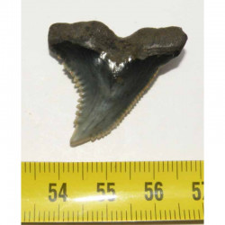 dent de requin Snaggletooth Hemipristis ( USA - 014 )